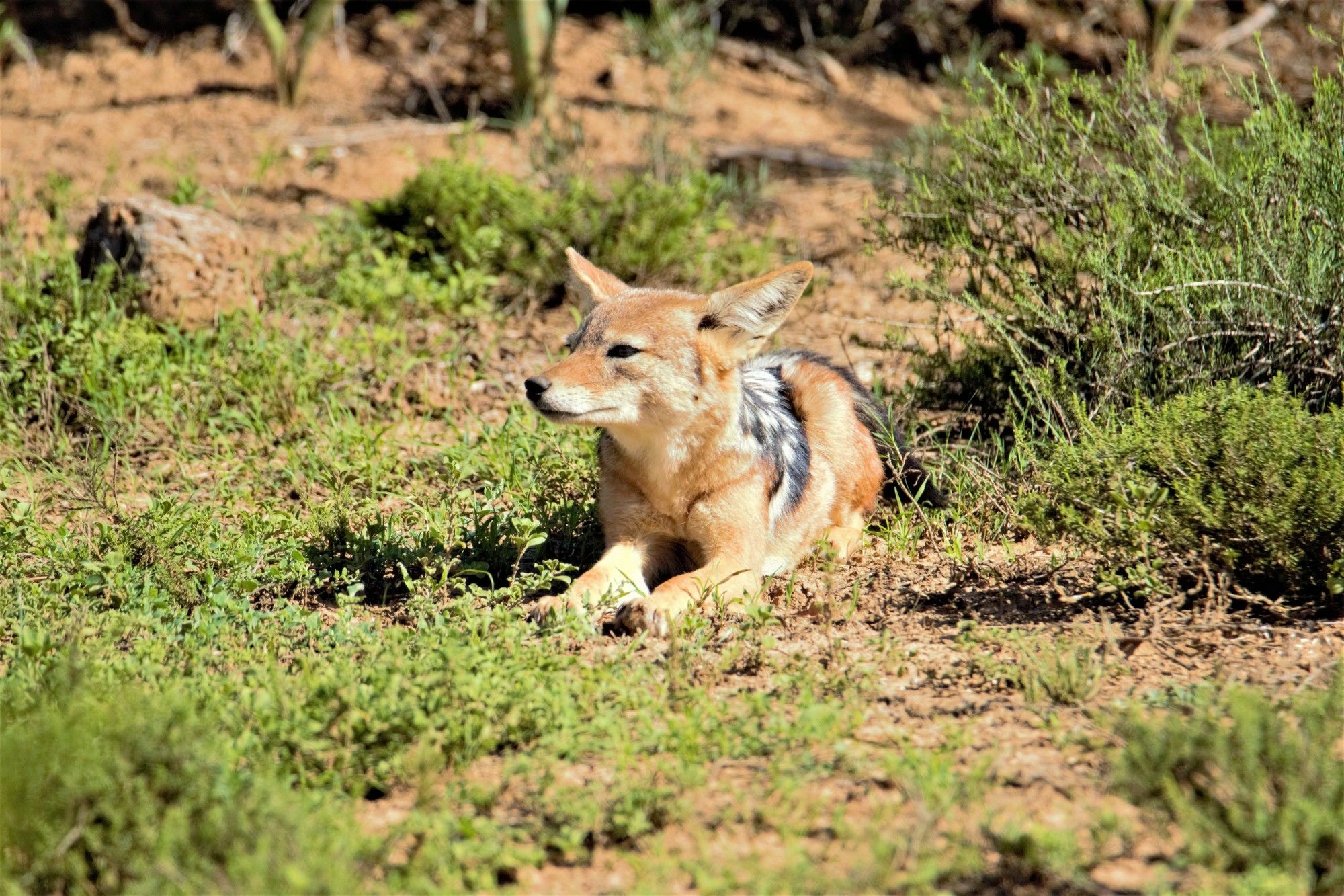 Hitgeheim Country Lodge Addo Kültér fotó